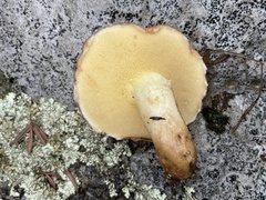 Suillus occidentalis