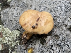 Suillus occidentalis