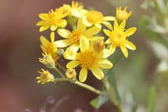 Senecio magnificus