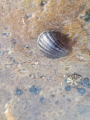 Nerita albicilla