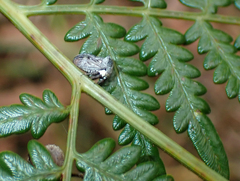 Acanthuchus trispinifer