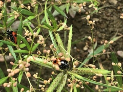 Coccinella septempunctata
