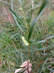 Acacia mucronata longifolia