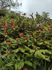Hedychium greenii