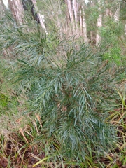 Acacia mucronata longifolia