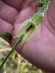 Pterostylis tenuis