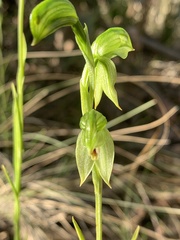 Pterostylis tenuis