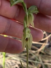 Pterostylis tenuis