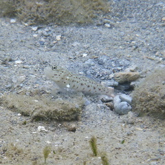 Ctenogobiops aurocingulus