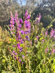 Swainsona microphylla