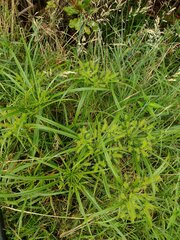 Cyperus meyenianus
