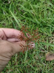 Cyperus polystachyos holosericeus