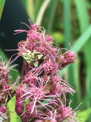 Phymata americana americana