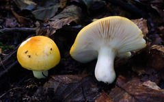 Russula ochroleucoides