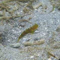 Cryptocentrus fasciatus