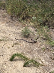 Pseudonaja affinis exilis