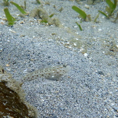 Ctenogobiops aurocingulus