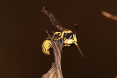 Euodynerus variegatus