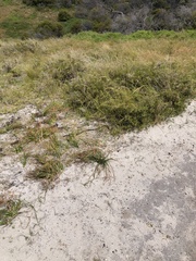 Pseudonaja affinis exilis