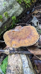 Fulvoderma scaurum