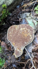 Fulvoderma scaurum