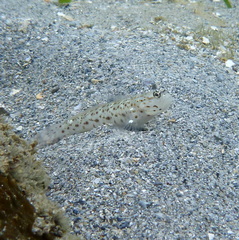 Ctenogobiops aurocingulus