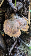 Fulvoderma scaurum