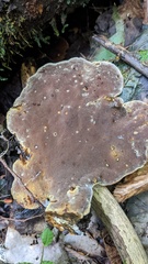 Fulvoderma scaurum