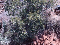 Euclea crispa ovata