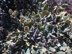 Euclea crispa ovata