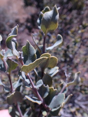 Euclea crispa ovata