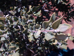 Euclea crispa ovata