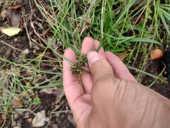 Cyperus sanguinolentus