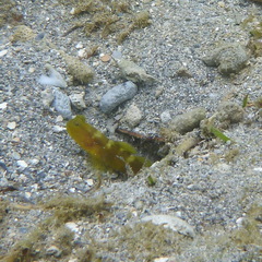 Cryptocentrus fasciatus