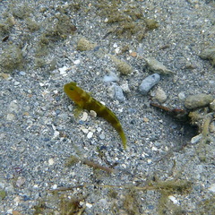 Cryptocentrus fasciatus