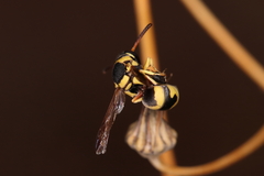 Euodynerus variegatus