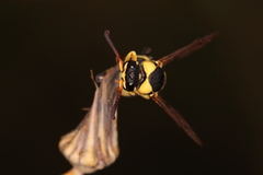 Euodynerus variegatus