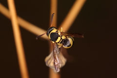 Euodynerus variegatus