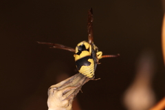 Euodynerus variegatus