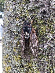 Graptopsaltria nigrofuscata