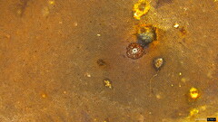 Fulvoderma scaurum