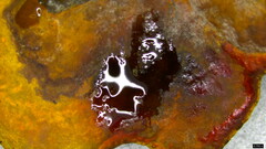 Fulvoderma scaurum