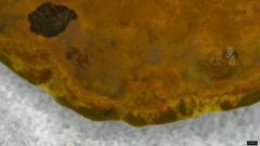 Fulvoderma scaurum