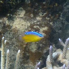 Pomacentrus grammorhynchus