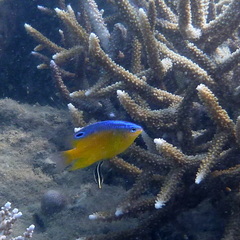 Pomacentrus grammorhynchus