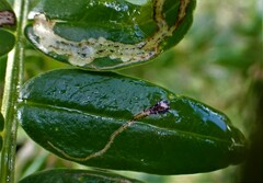 Liriomyza clianthi