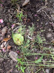 Fimbristylis squarrosa