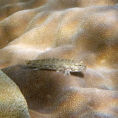 Istigobius