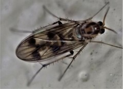 Anomalomyia guttata