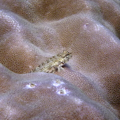 Istigobius